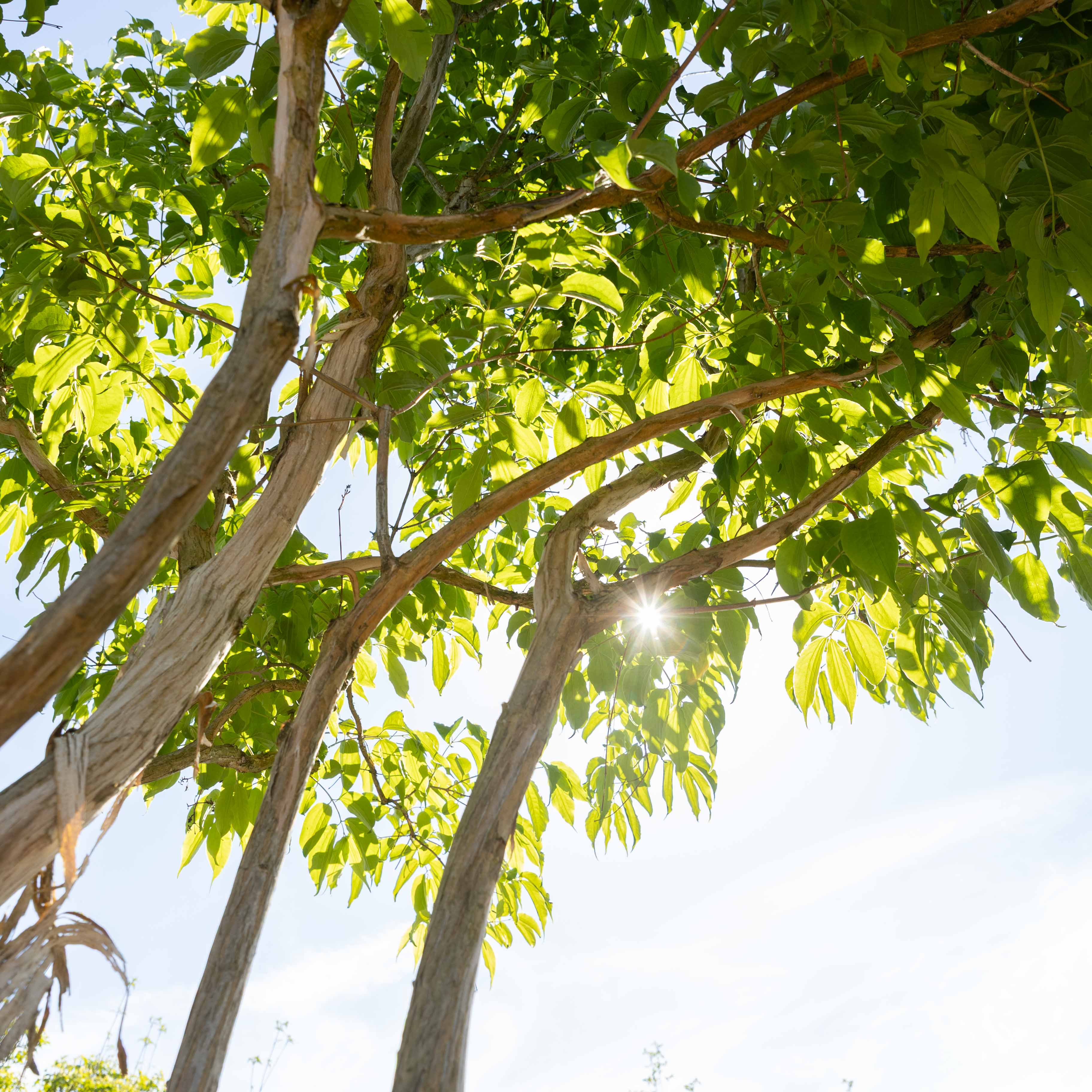 Heptacodium miconioides VJ