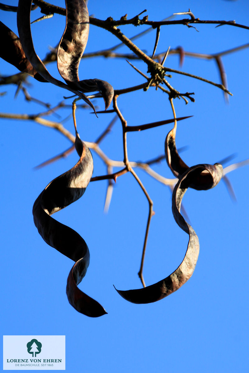 Gleditsia triacanthos