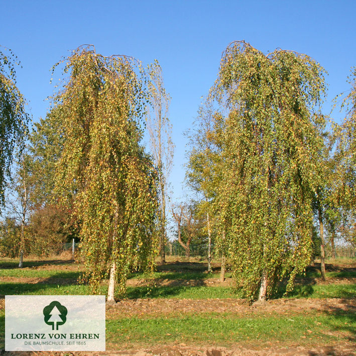 Betula pendula 'Youngii'