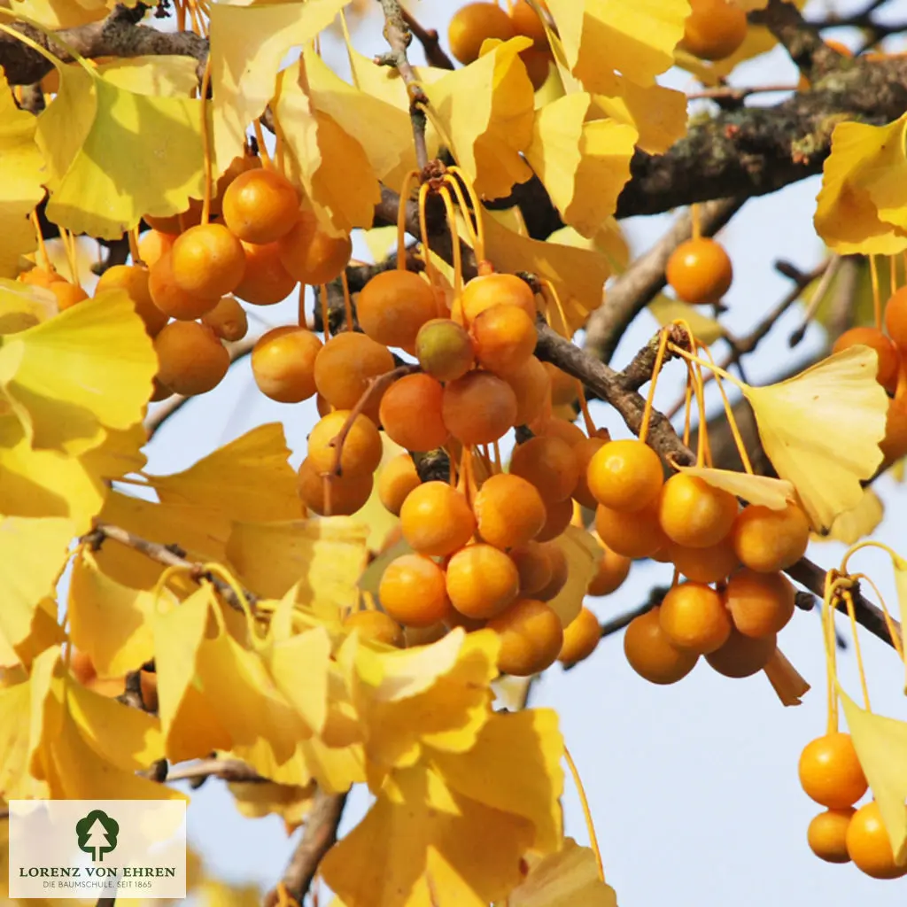 Gelbe Herbstfrüchte des Gingko