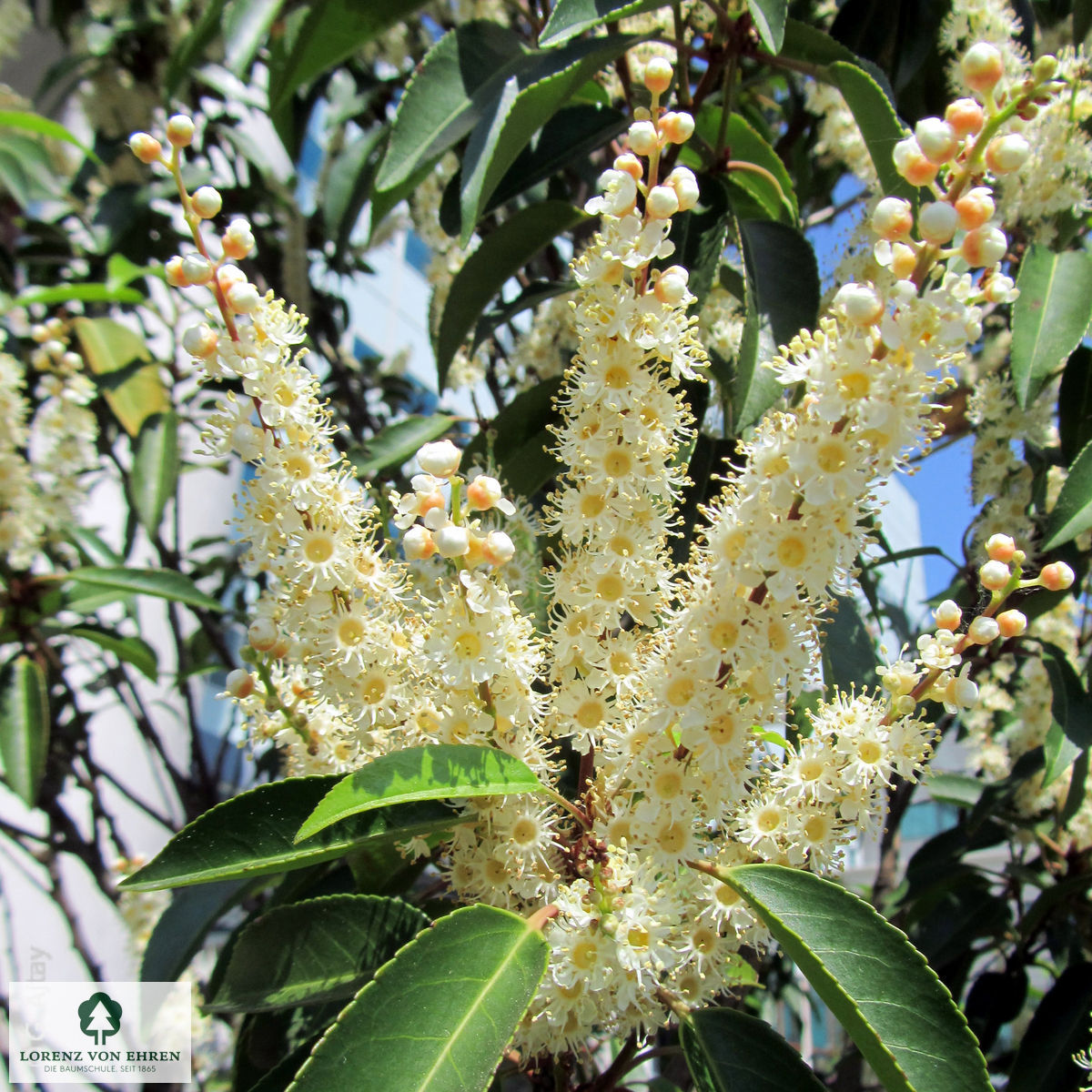 Prunus lusitanica 'Angustifolia'