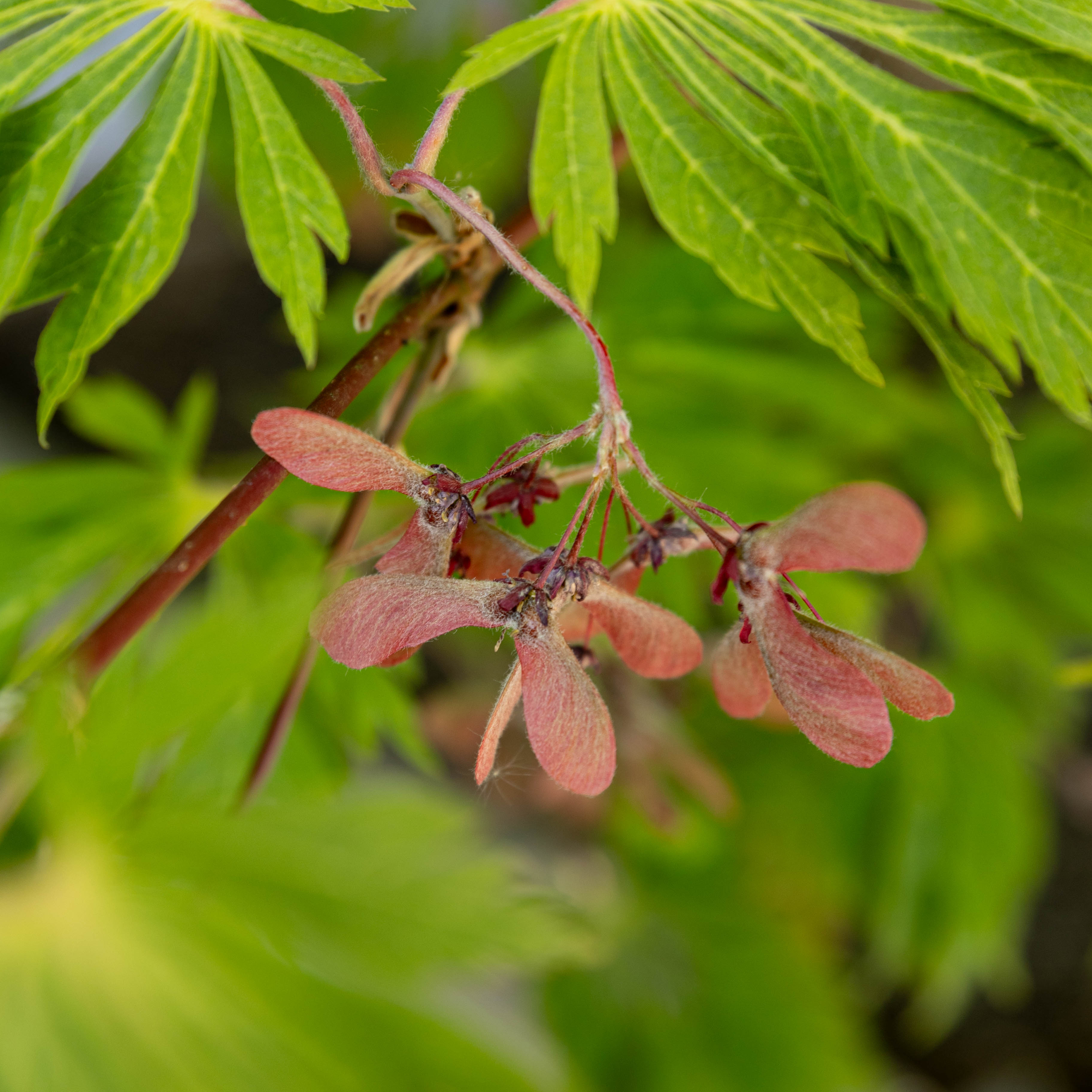 Acer japonicum 'Aconitifolium' VJ