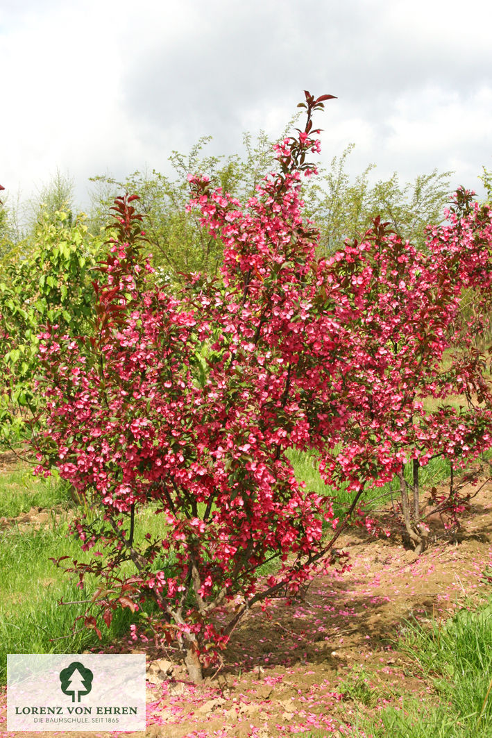 Malus 'Cardinal'