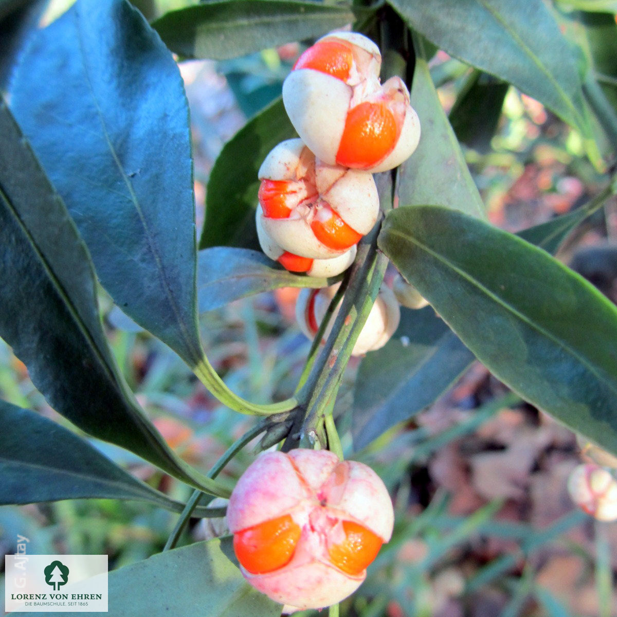 Euonymus japonicus