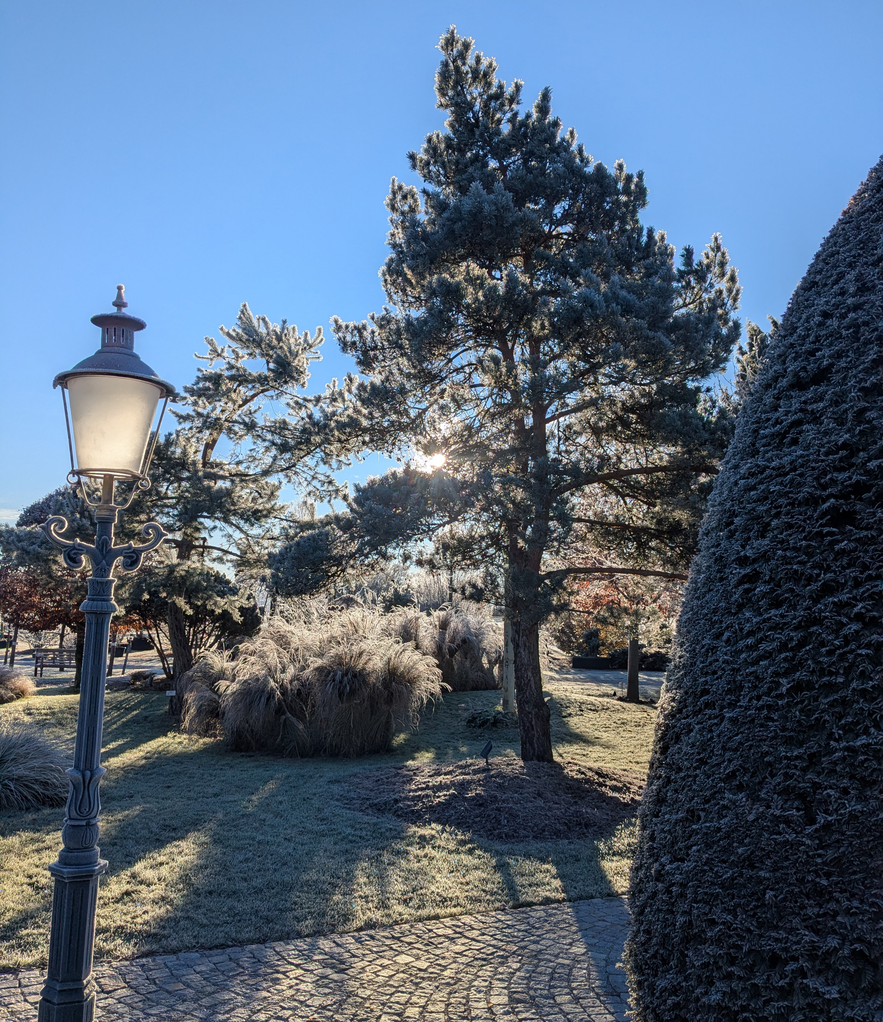 Ein Garten im Winterlicht