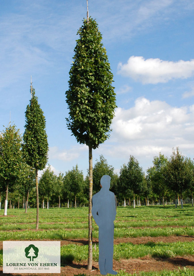 Carpinus betulus 'Frans Fontaine'