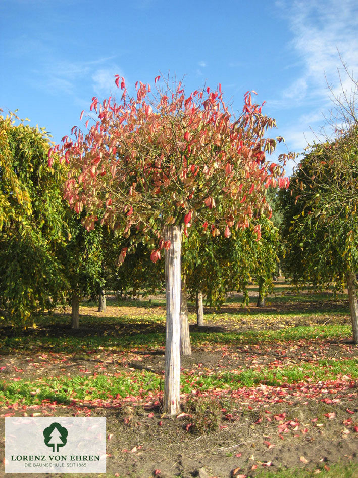 Euonymus yedoensis