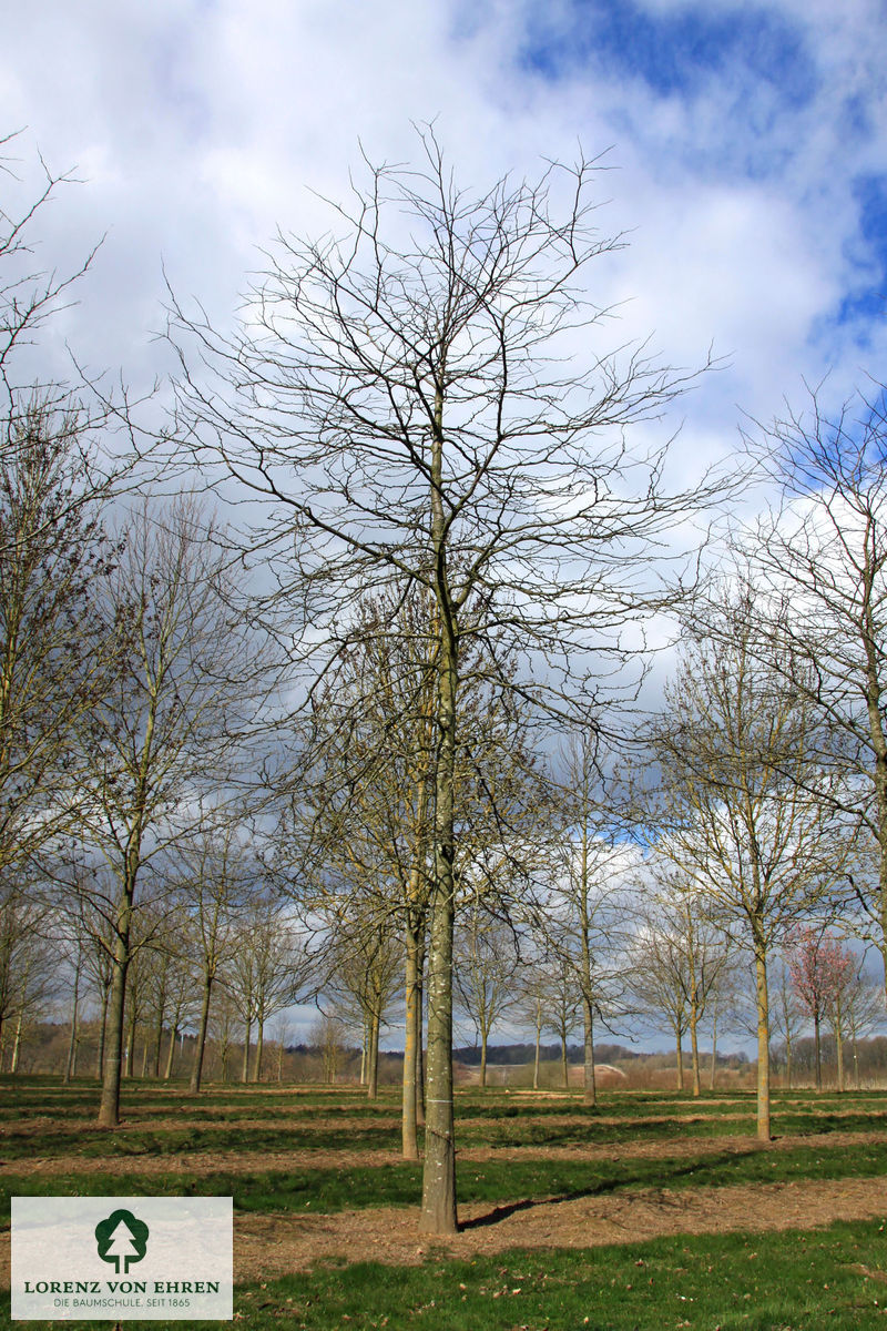 Gleditsia triacanthos inermis