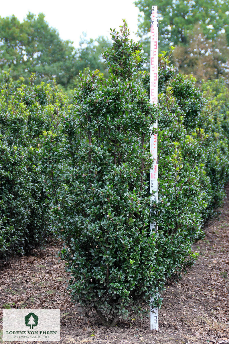 Ilex meserveae 'Heckenstar'