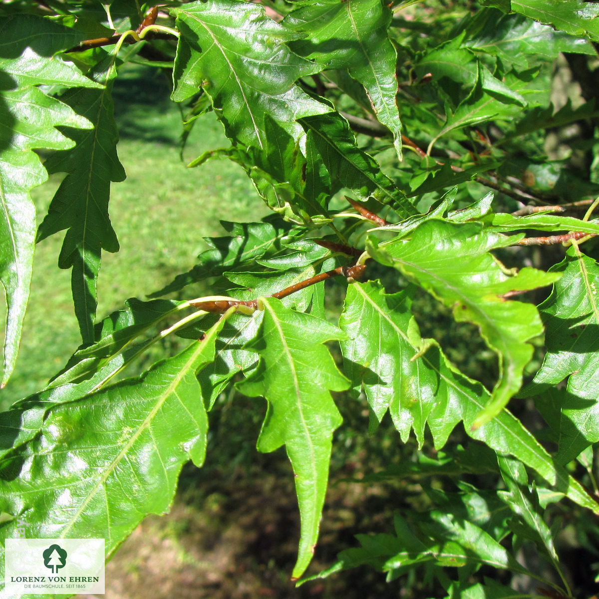 Fagus sylvatica 'Asplenifolia'