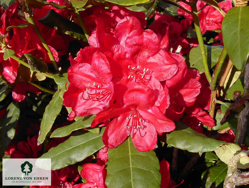 Rhododendron Hybride 'Hachmanns Feuerschein'