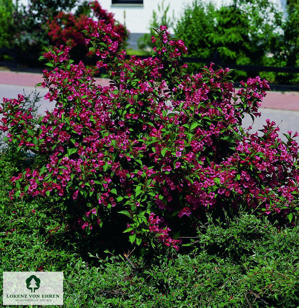 Weigela 'Lucifer'