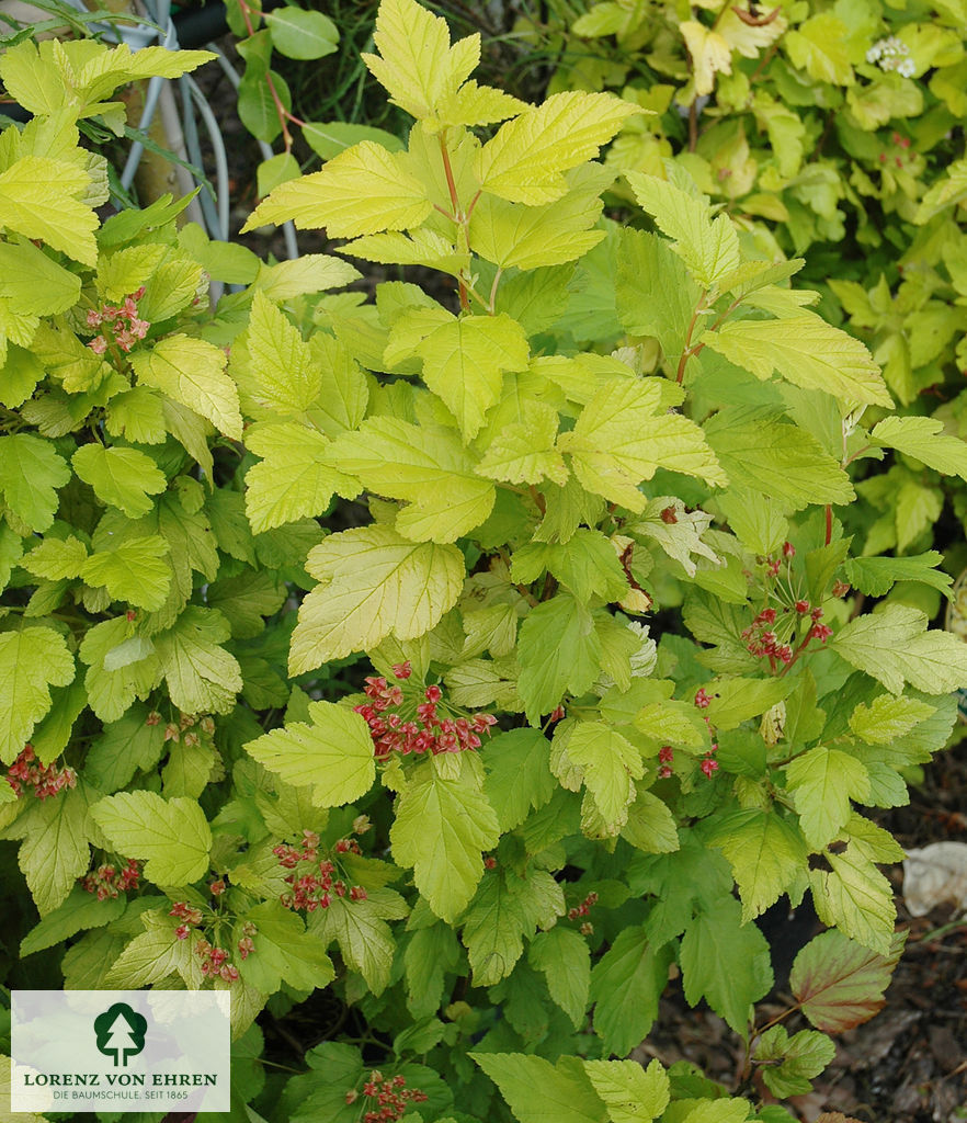 Physocarpus opulifolius 'Dart's Gold'