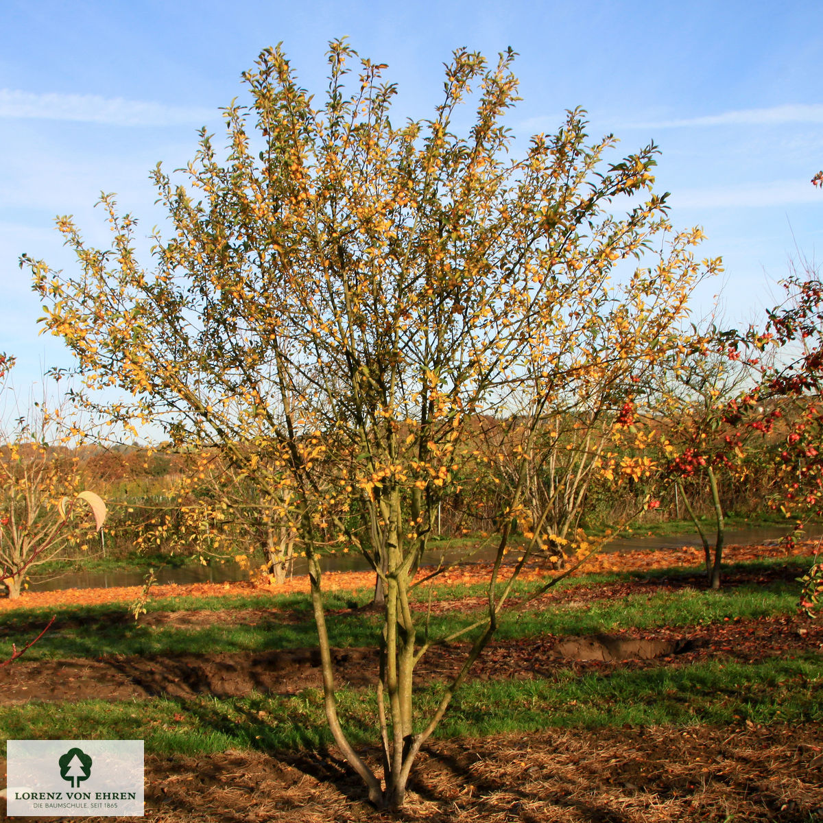 Malus 'Butterball'