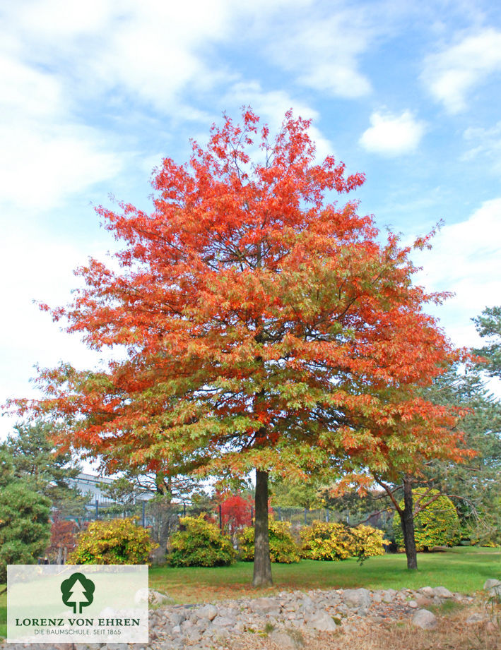 Quercus palustris