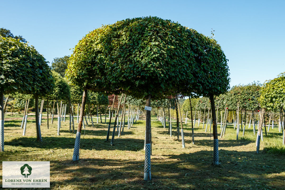 Cercidiphyllum japonicum