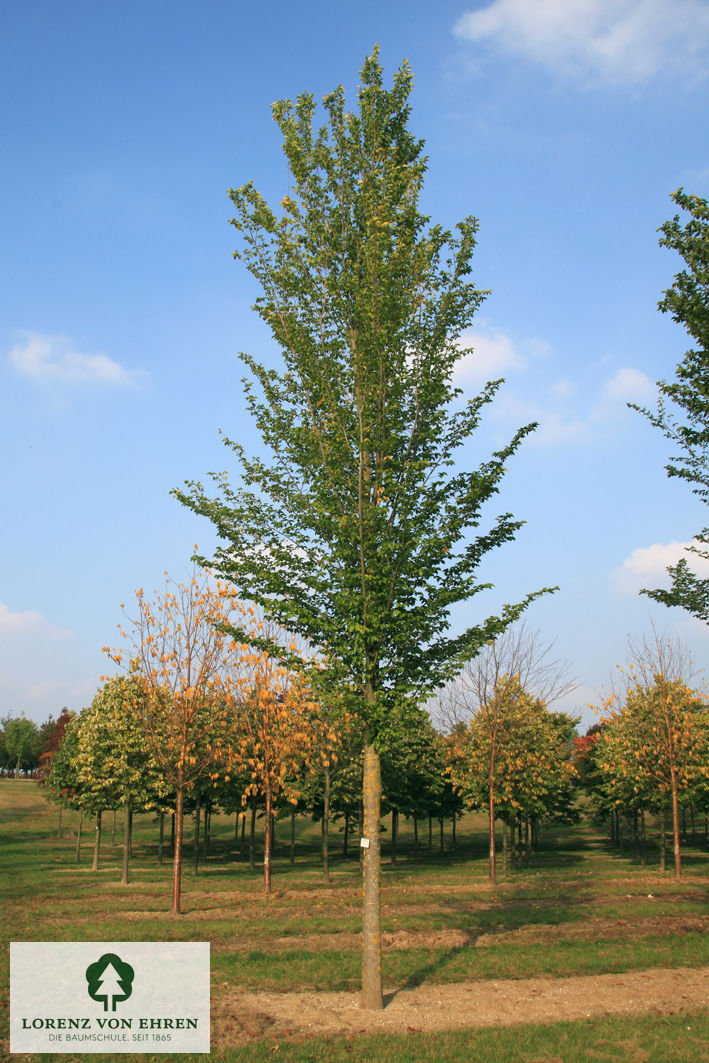 Ulmus hollandica 'Lobel'