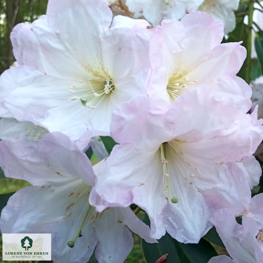 Rhododendron fortunei