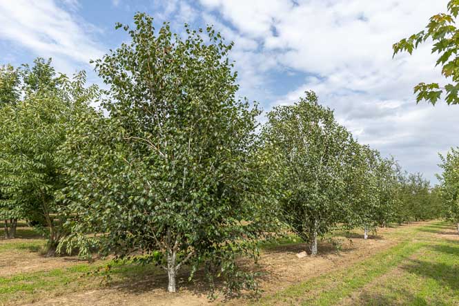Solitäre von Betula jacquemontii Malerisch gewachsene Birken