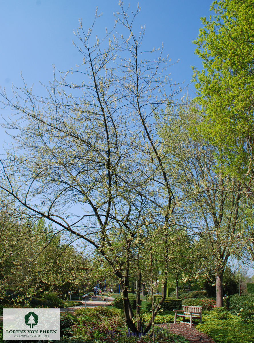 Halesia carolina