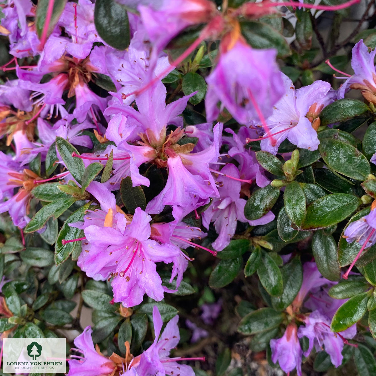 Rhododendron impeditum 'Moerheim'