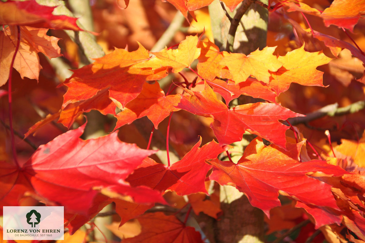 Acer platanoides 'Royal Red'