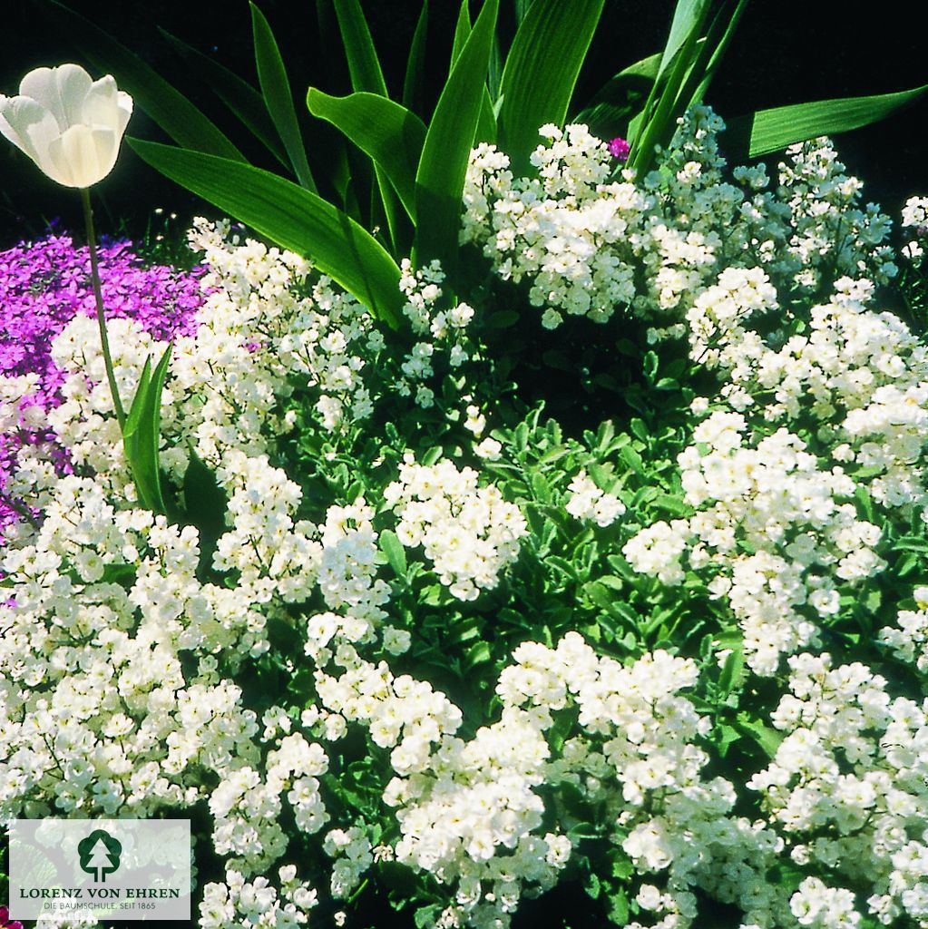 Arabis caucasica 'Schneehaube'