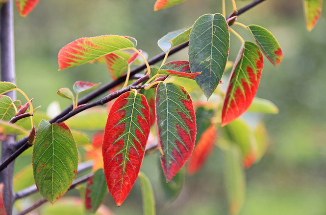 Das Blatt der Felsenbirne Amelanchier mit  einsetzender Herbstfärbung.