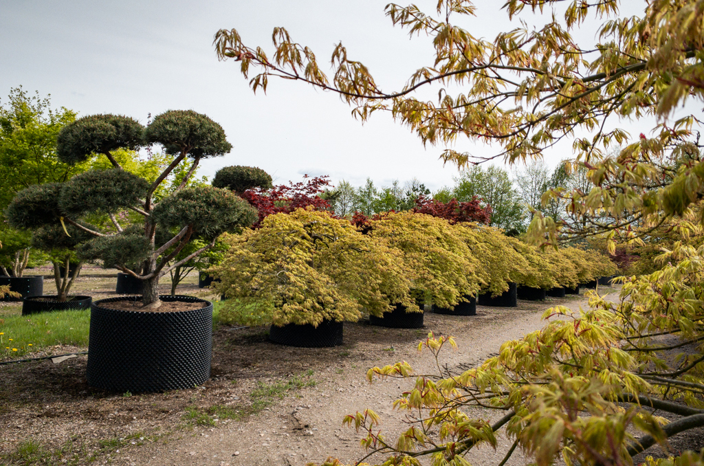 Acer palmatum 'Dissectum' in Reihe, Pinus sylvestris Bonsai Mehrere große Ahornsträucher