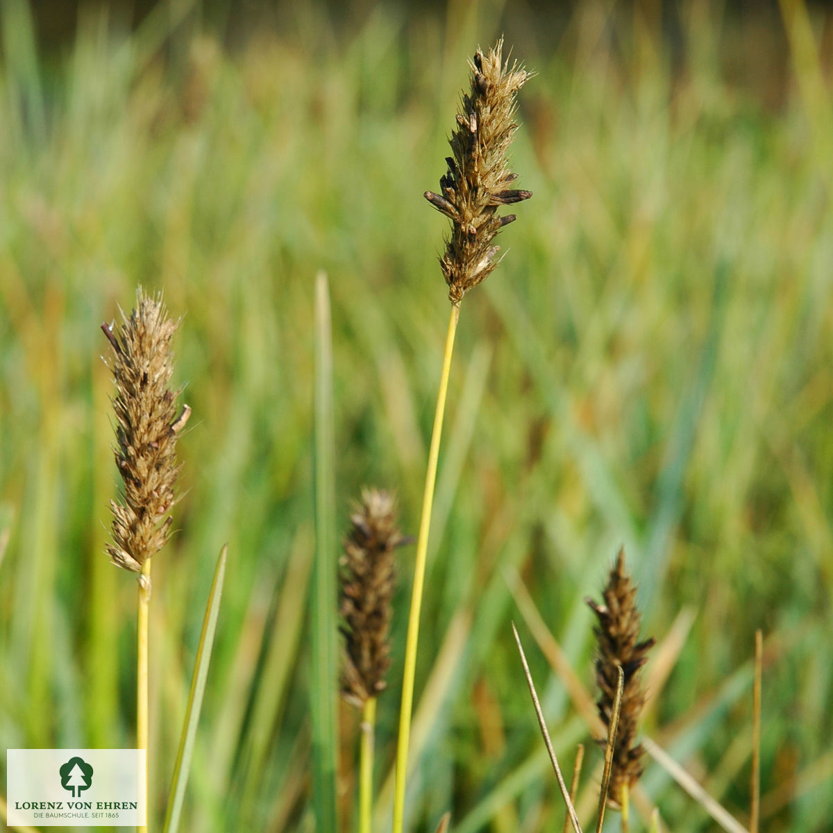Sesleria heufleriana