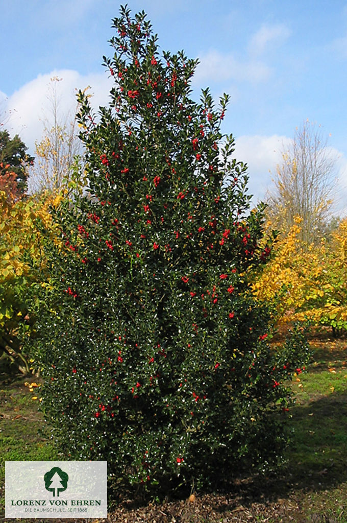 Ilex aquifolium 'Alaska'