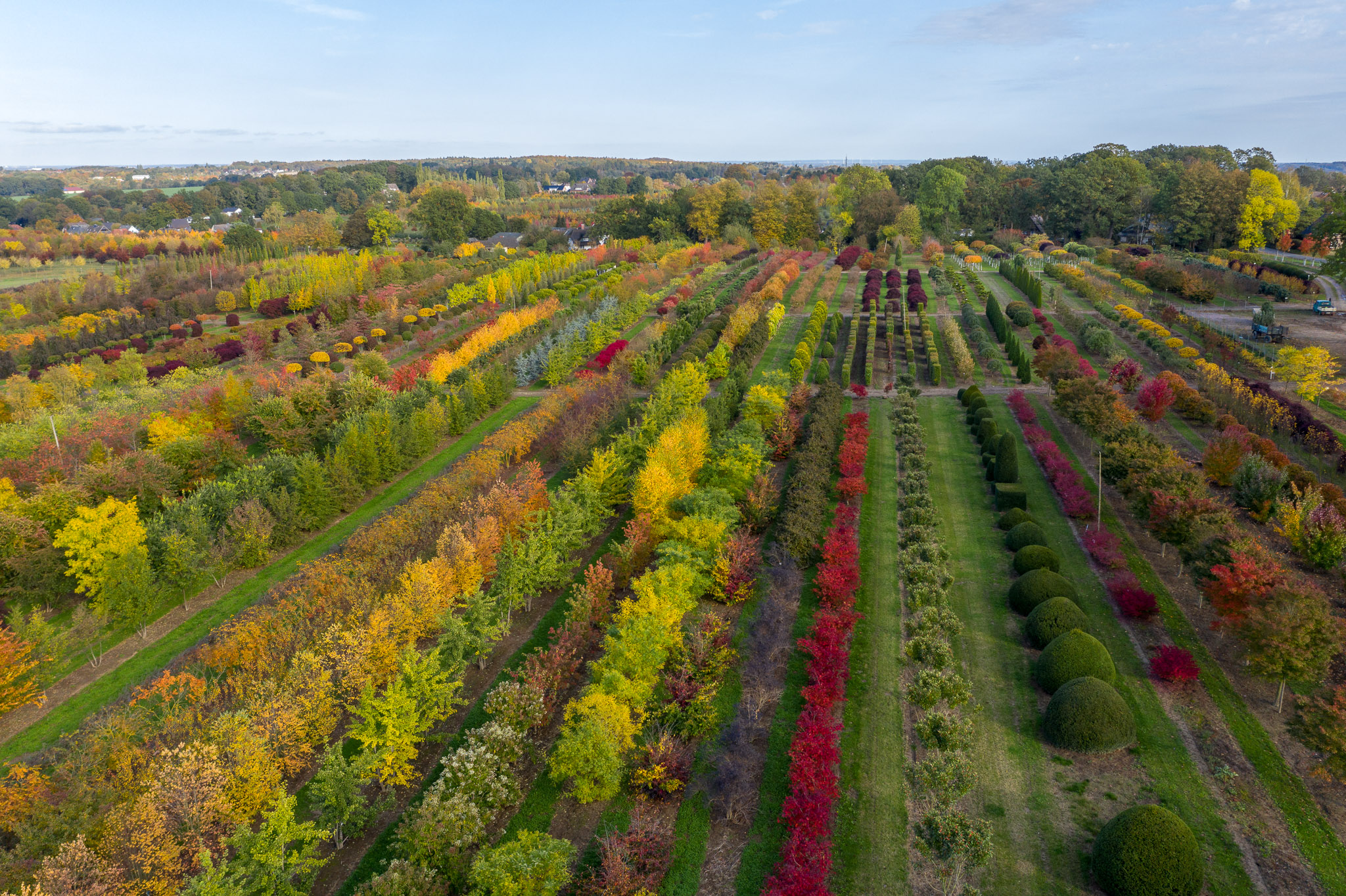 Lorenz von Ehren Quartiere im Herbst Groß- und Alleebäumen, Bonsai und Solitärs, Formgehölzen, Rhododendron, Heckenelementen, Obstbäumen und Koniferen werden auf insgesamt 600ha in Hamburg und Bad Zwischenahn angebaut.