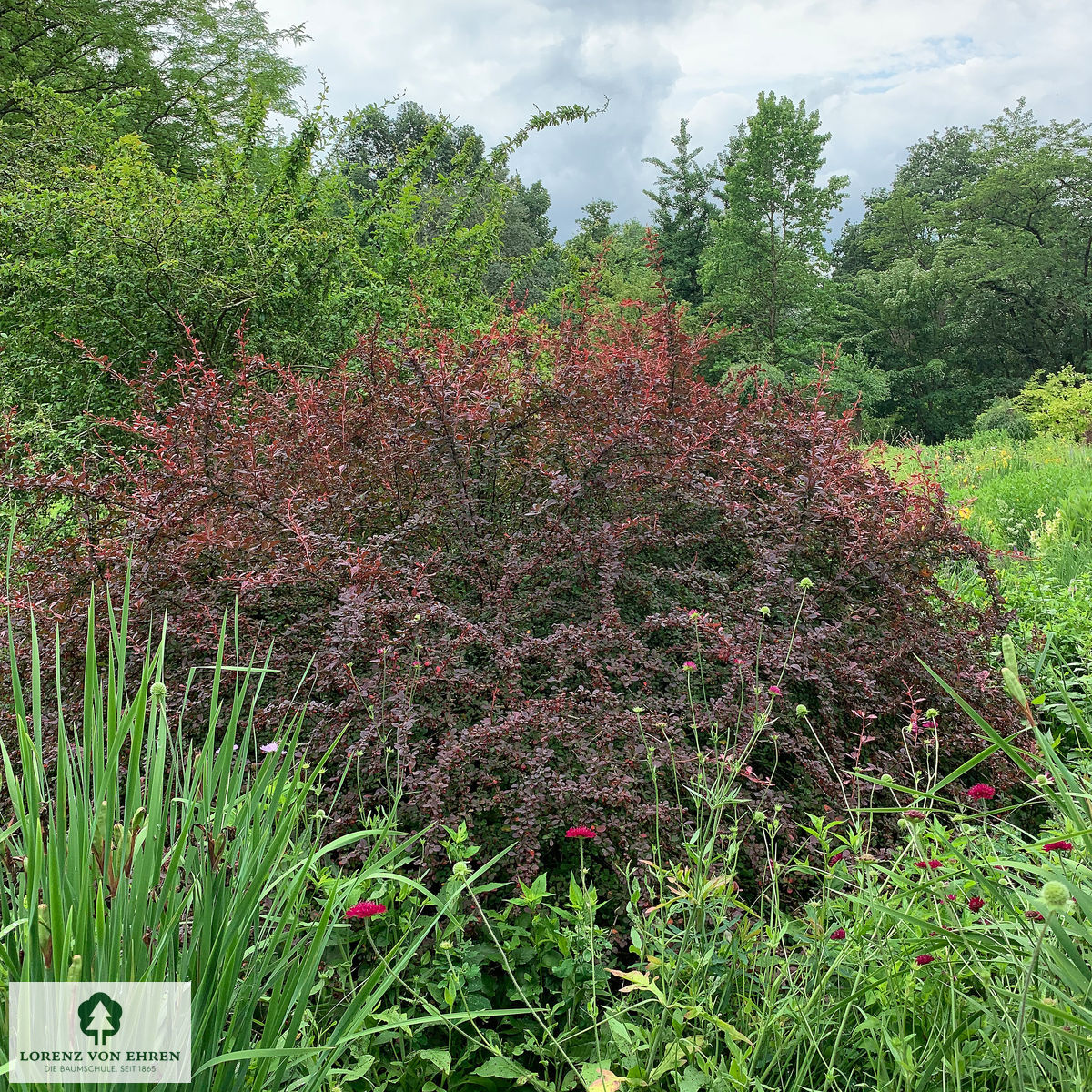 Berberis thunbergii 'Atropurpurea'