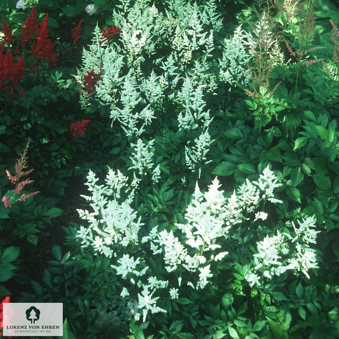 Astilbe arendsii 'Brautschleier'