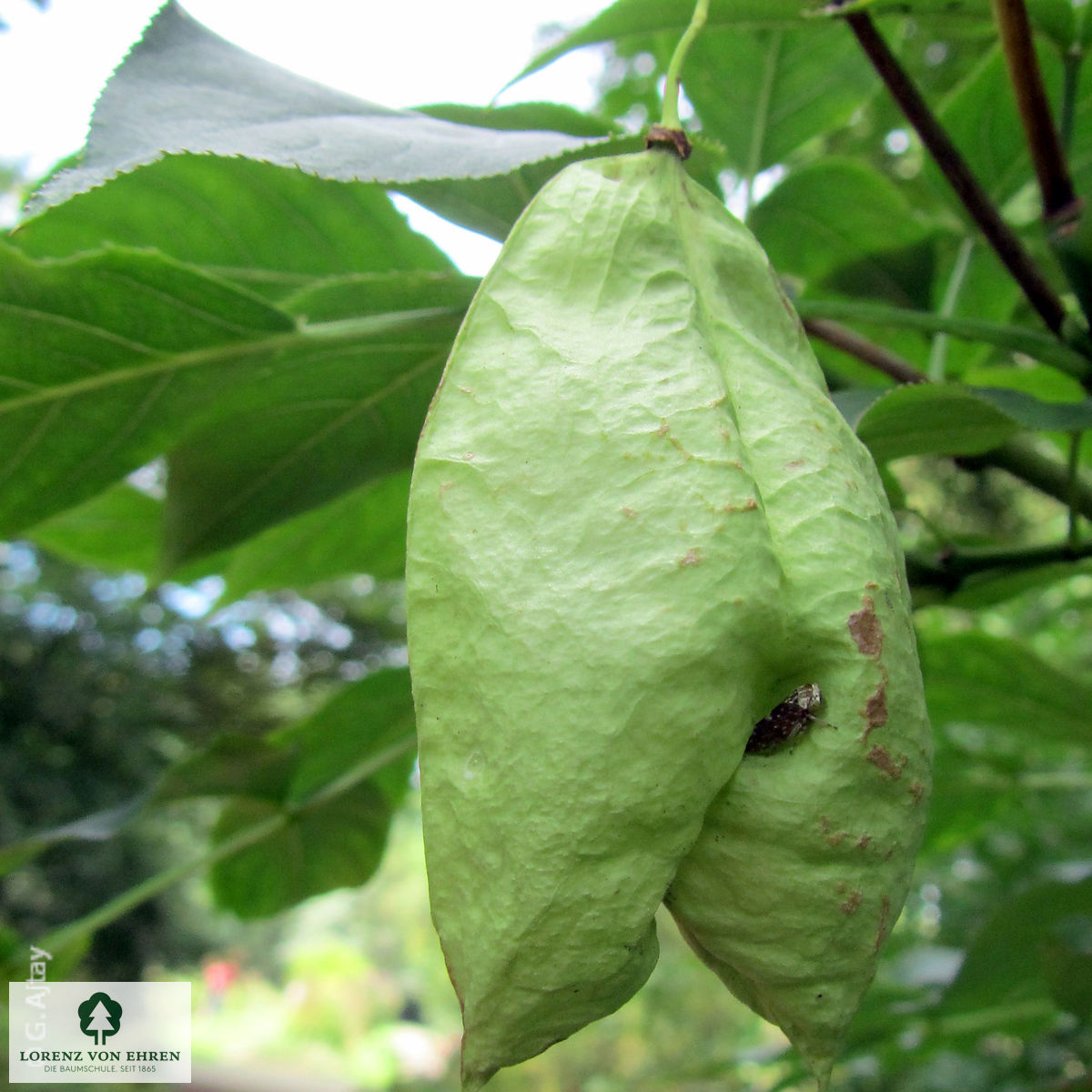 Staphylea colchica