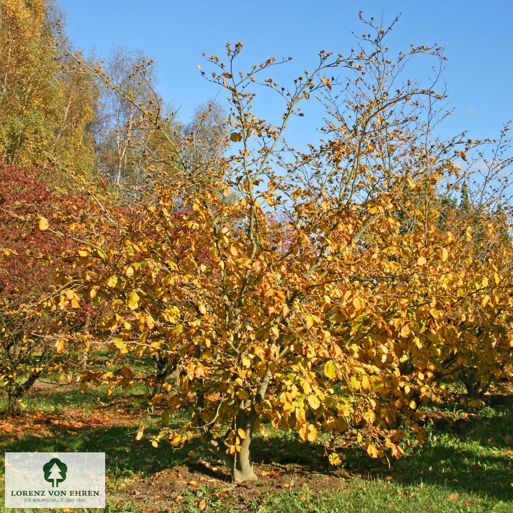 Hamamelis virginiana