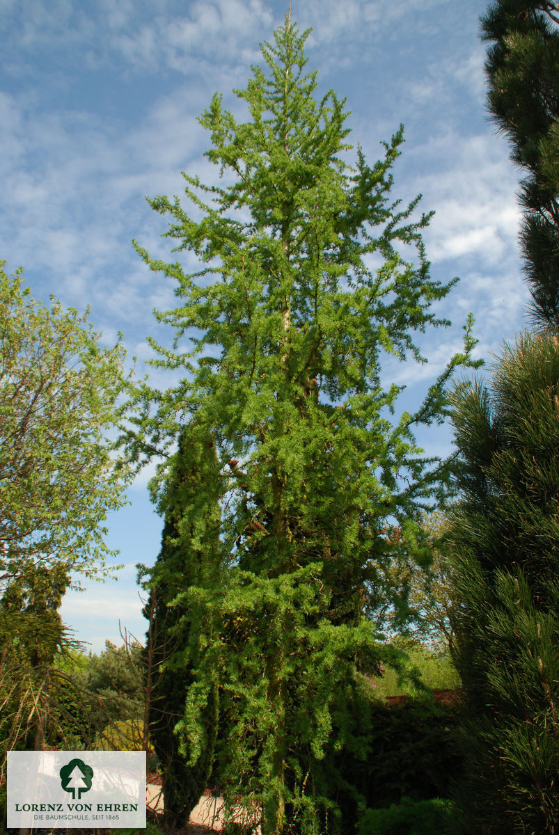 Larix kaempferi 'Diana'