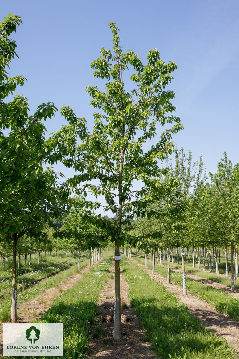 Prunus avium 'Große Schwarze Knorpelkirsche'