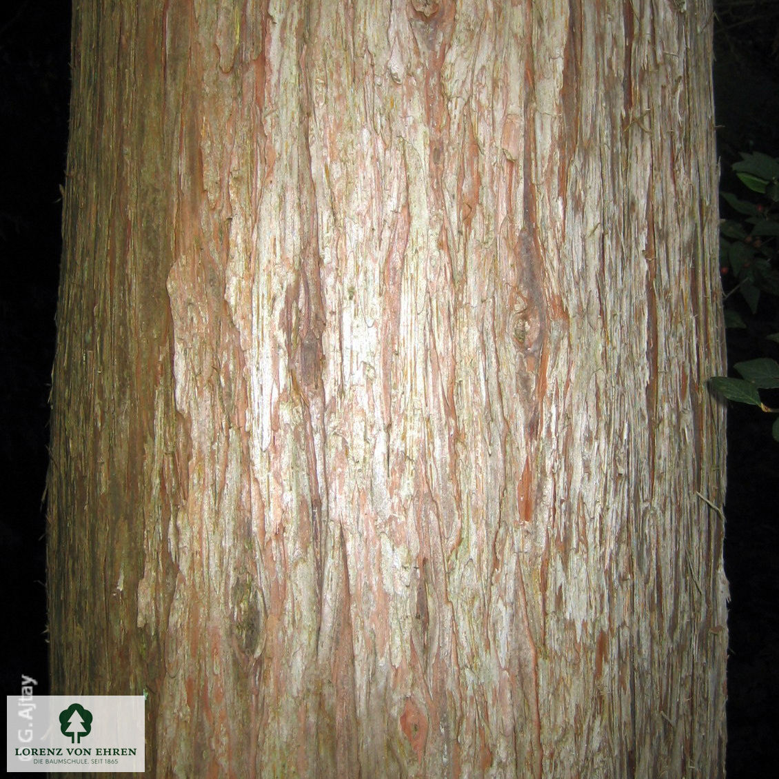 Sciadopitys verticillata