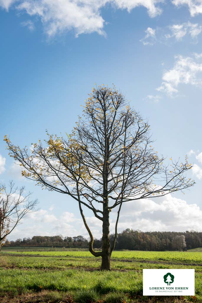 Carpinus betulus