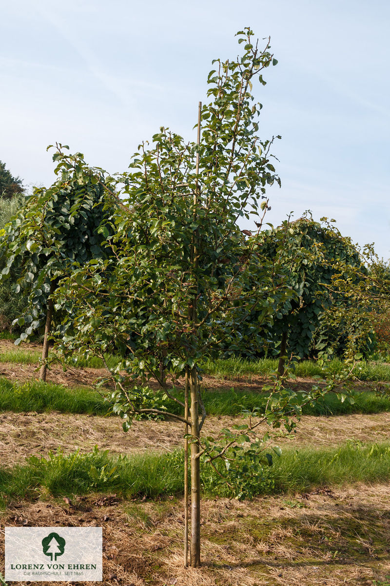 Pyrus communis 'Bosc's Flaschenbirne'