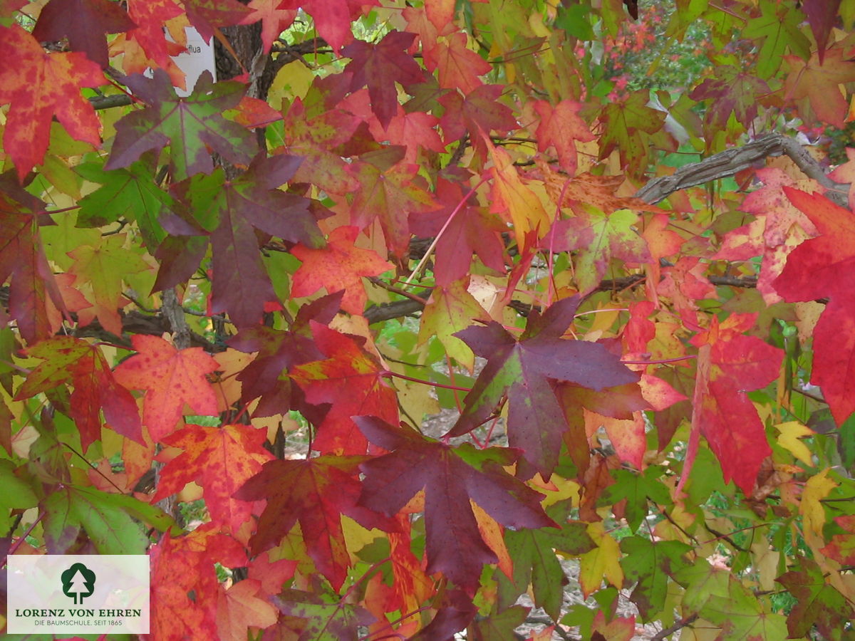 Liquidambar styraciflua 'Slender Silhouette'