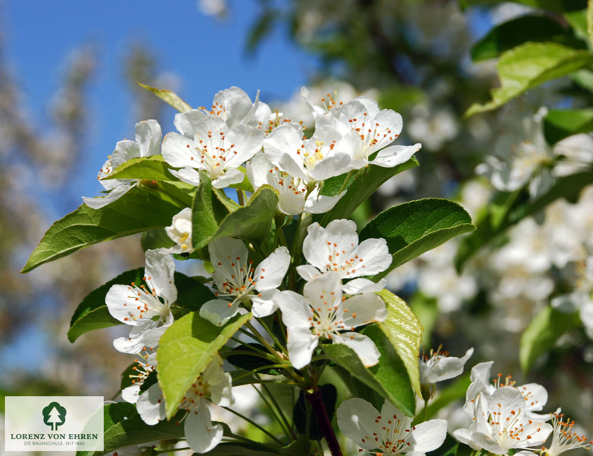 Malus 'Red Jewel'