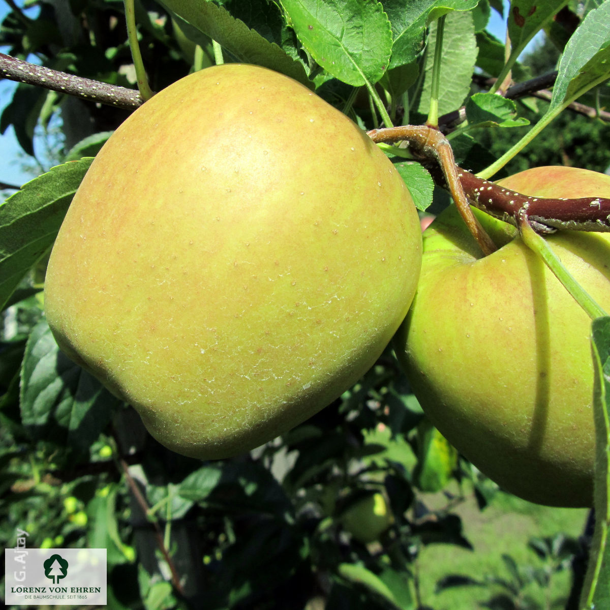 Malus domestica 'Golden Delicious'