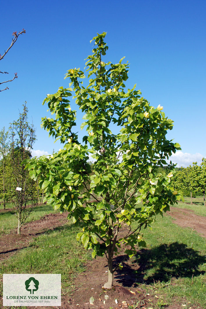 Magnolia 'Yellow Bird'