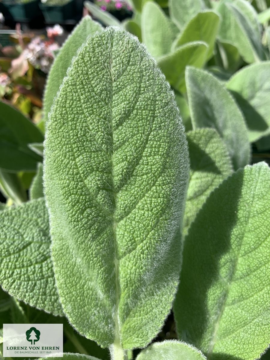 Stachys byzantina 'Big Ears'