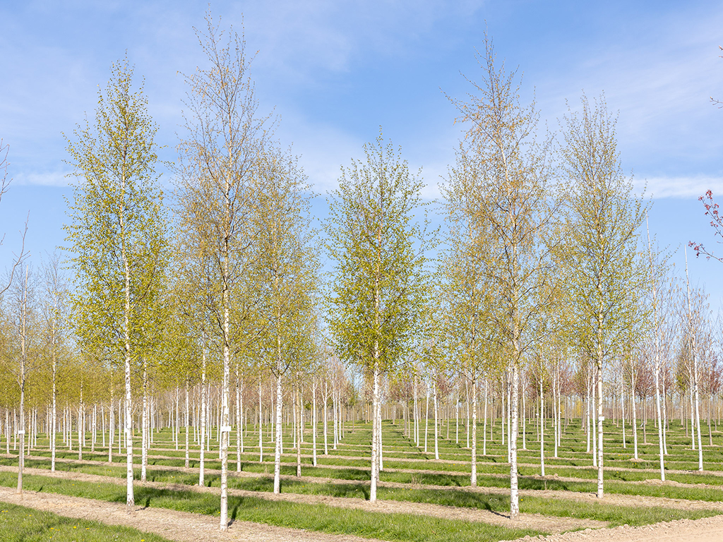 Betula pendula in Reihe