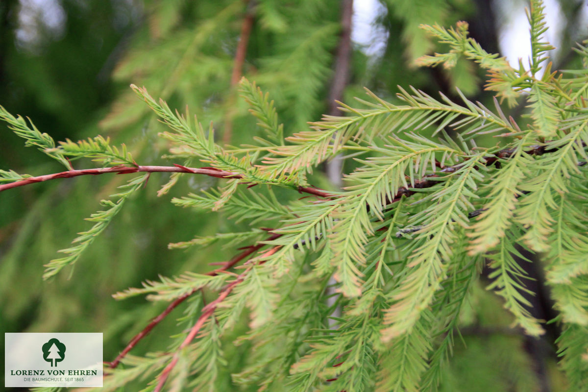 Taxodium distichum 'Pendens'