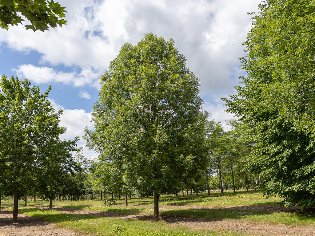 Fraxinus excelsior Westhofs Glorie Solitär Eine große wunderschöne Esche