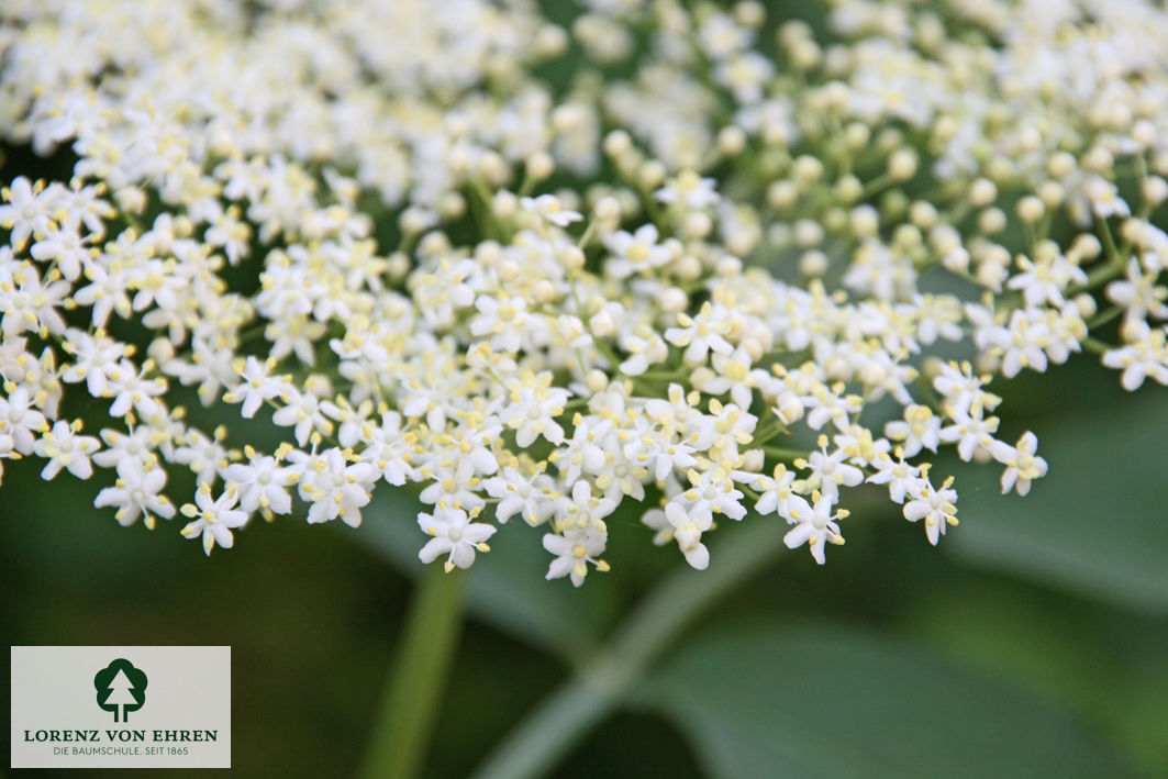 Sambucus nigra